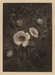 Wild Roses