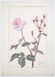 Lady Pirrie Rose, c. 1909