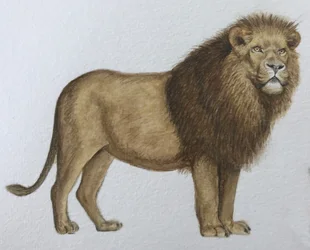 Lion, 2019