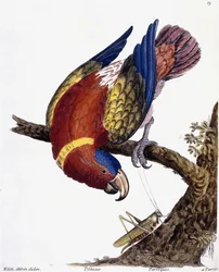 A Parrot, 1731-1738