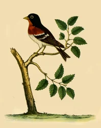 Brambling, 1738, 1942