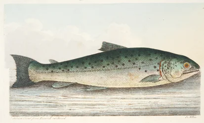 Salmon Trout from Berwick on Tweed, from A Treatise on Fish and Fish-ponds, pub.1832