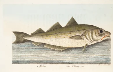 The Whiting, from A Treatise on Fish and Fish-ponds, pub.1832
