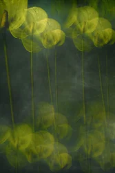 Ethereal Green Blooms
