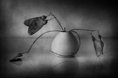 Minimalist Botanical Still Life