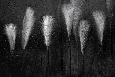 Wet Grass Raindrops