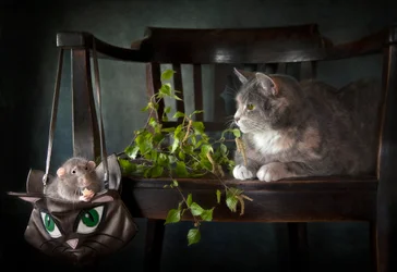 Curious Cat and Rat