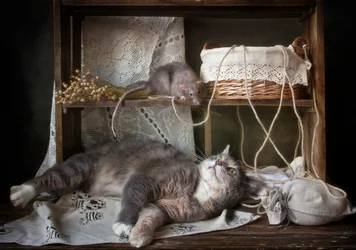 Curious Cat and Rat