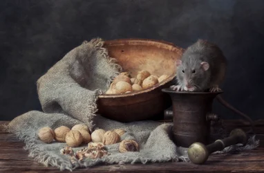 Rustic Rat and Walnuts