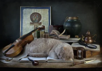 Sleeping Cat