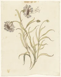 Carnations