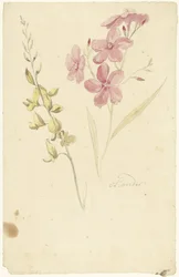 Oleander and Broom