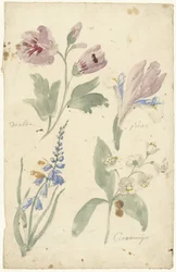 Studies of Flowers Including an Iris
