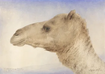Portrait of the Artists Dromedary, 1862