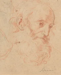Head of a Bearded Old Man