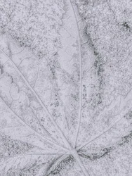 Frosted Leaf Detail