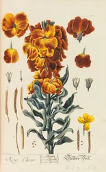 Herbarium Blackwellianum Emendatum et Auctum