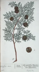 Cypress Tree, from 