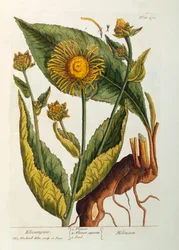 Elecampane, plate 473 from 