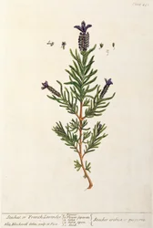 French Lavender, plate 241 from 