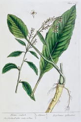Horseradish