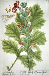 Acanthus, 1737