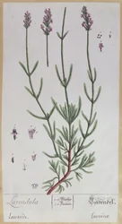 Lavender, plate from 