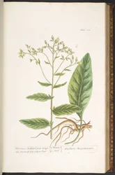 Plate 102, from 