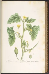 Plate 108, from 