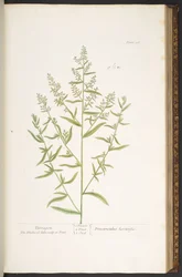 Plate 116, from 