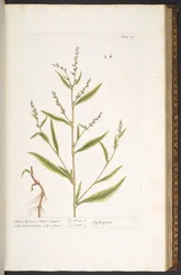 Plate 119, Sharp Arsmart, or Water Pepper, from 