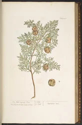 Plate 127, from 