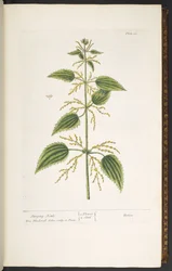 Plate 12, Stinging Nettle, from 