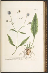 Plate 142, Devil
