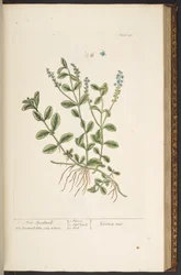 Plate 143, from 