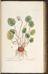 Plate 147, from 