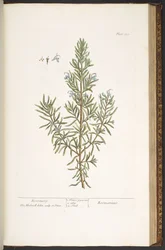 Plate 159, from 