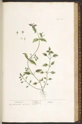 Plate 164, from 