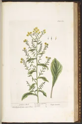 Plate 169, Golden Rod, from 
