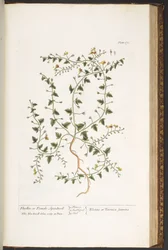 Plate 170, from 