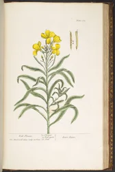 Plate 179, from 