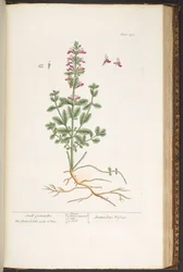 Plate 180, from 