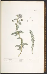 Plate 18, Yarrow, from 