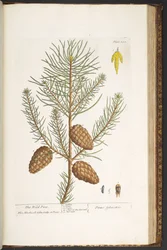Plate 190, from 
