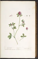 Plate 20, Purple Trefoil Clover Grass, from 