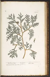 Plate 210, from 