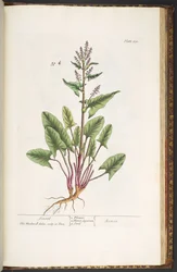 Plate 230, from 