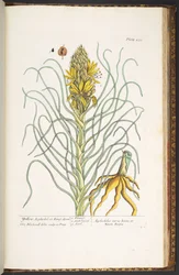 Plate 233, from 