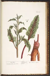 Plate 235, from 