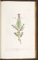 Plate 241, from 